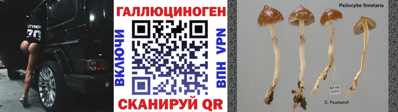 Псилоцибиновые грибы Psilocybe  наркошоп  Кораблино 